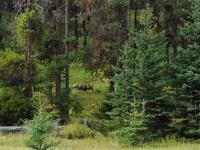 ein Moose