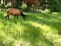 eine Wapiti Kuh