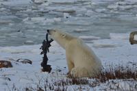 eisbär8