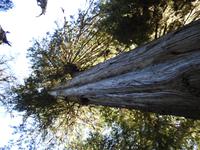 großer Baum