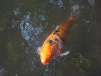 ich bin ein Koi