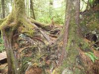 im Maerchnwald