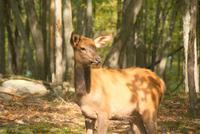 im Omega Wildpark