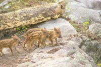 im Omega Wildpark