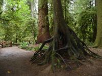 im Regenwald