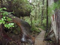 im Regenwald