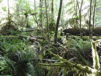 im Regenwald