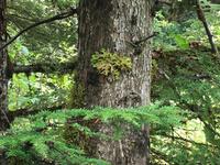 im Urwald