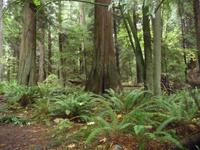 in Lighthouse Park