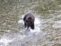 maechtig und wuchtig ist der Grizzly