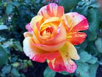 noch tollere Rose