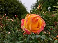 tolle Rose
