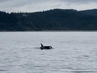 transiente Orca
