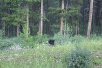 unser erster Bär!