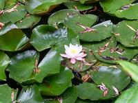 wo ist der Frosch