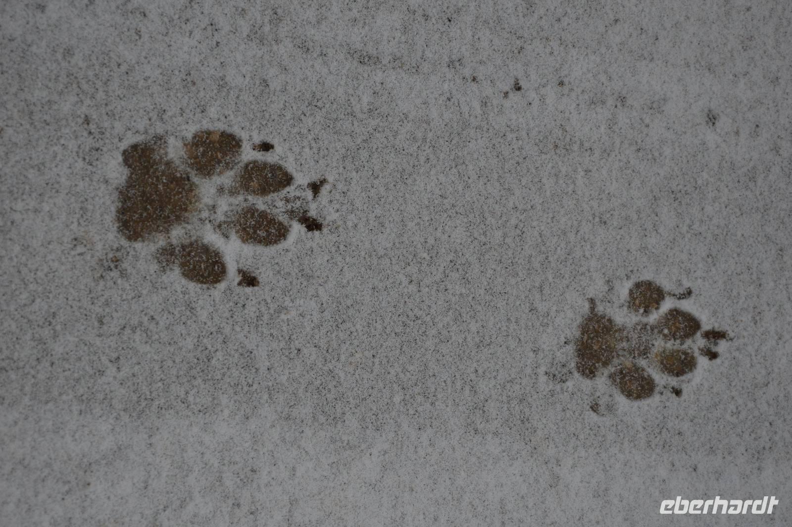 wolfsspuren