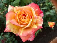 zweifarbige Rose