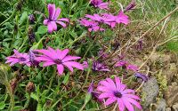 Überall Blumen