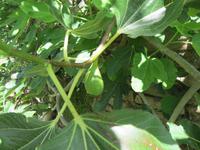 087_Feige