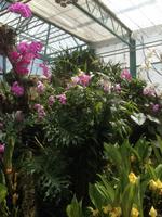 Eric Young Orchid Foundation