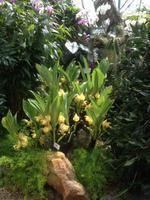 Eric Young Orchid Foundation