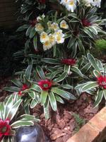 Eric Young Orchid Foundation