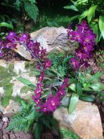 Eric Young Orchid Foundation