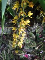 Eric Young Orchid Foundation