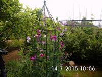 Wicken in Mrs. Skinners Garten