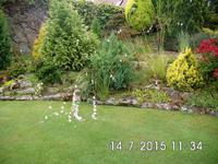 Gehölze und Blumen in interessanter Kombination