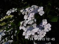 Ein Prachexemplar von Hortensie