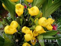 Viele Gäste haben diese Orchideenart noch nie zuvor gesehen