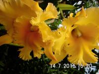 Gelb und verführerisch