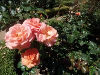 Rosen im Park der Segnieurie