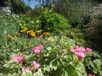 Gartenpracht auf Sark