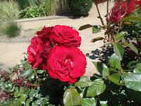 Rosenblüte auf Sark