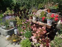 Gartenpracht auf Sark