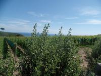 Weinhänge mit Meerblick