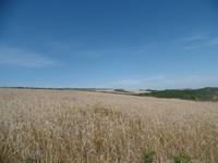 Spätsommerliche Felder