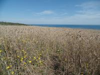 Feld mit Meerblick