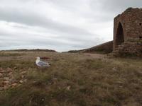 Möwe am Grosnez Castle