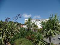 Palmen im Garten - möglich auf Jersey