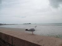 Typisch: Möwen auf Jersey