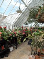 englisches Gewächshaus - Jersey