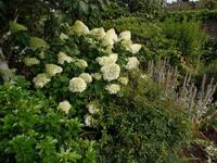 Blütenpracht auf Jersey