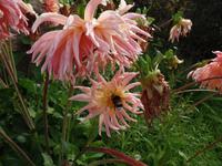 Hungrige Hummel auf Jersey