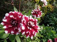 Blütenmeer auf Jersey