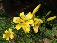 Tigerlilie auf Jersey