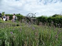 Lavendel in Grey Gables