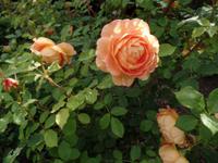 Rosen in Grey Gables